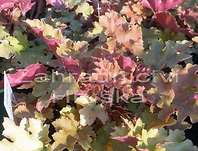 Heuchera Marmalade