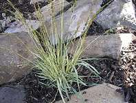bezkolenec modr Variegata - Molinia caerulea Variegata