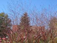 proso - Panicum virgatum 'Rotstrahlbusch'