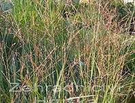 proso - Panicum virgatum 'Shenandonah'