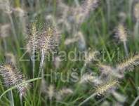 dochan - Pennisetum alopecuroides 'Litle Bunny'