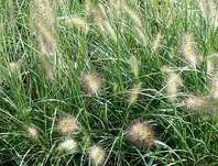 duchan japonsk Hameln - Pennisetum alopecuroides Hameln