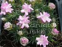 Armeria juniperifolia 'Roschen'