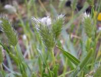 pěchava - Sesleria heuffleriana