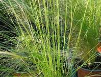 kavyl - Stipa tenuissima 'Pony Tails'