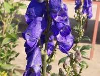 Aconitum carmichaelii Arednsii