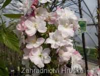 třešeň - Prunus serruleta 'Amanogawa'