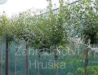 višeň - Prunus fruticosa 'Globosa'