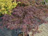 javor - Acer palmatum 'Burgundy Lace'