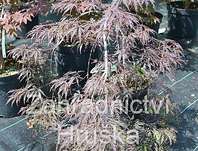 javor - Acer palmatum 'Inaba Shidare'