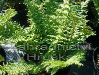 kapraď - Dryopteris affinis Crispa