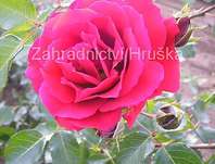 re Dortmund - Rosa Dortmund