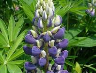Lupinus pol. Legendary Blue Shades