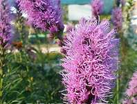 Liatris spicata