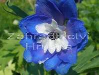 Delphinium Pacific-Serie Blue Bird