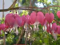 Dicentra spectabilis