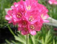 Armeria maritima Laucheana