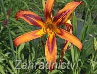 Hemerocallis Tiger Eye Spider