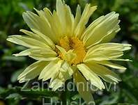 Leucanthemum maximum Brodway Light Yellow