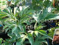 Paeonia lactiflora Festiva Maxima