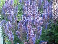 Salvia Bordeau Sky Blue