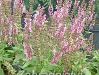Salvia nemorosa Bordeau Rose