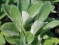 Stachys byzantina Simba