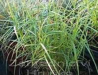 ostřice - Carex muskingumensis 'Little Midge'