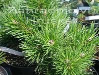 Borovice - Pinus banksiana 'Bánská Šťavnica'.