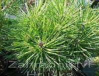 borovice hustokvt Jane Kluis - Pinus densiflora Jane Kluis
