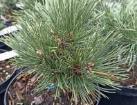 Borovice - Pinus leucodermis 'Stricta'