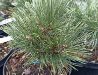Borovice - Pinus leucodermis 'Stricta' Borovice - Pinus leucodermis 'Stricta'