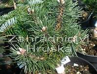 Borovice - Pinus mugo 'Bubikopf'