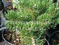 Borovice - Pinus mugo 'Klosteogrun'