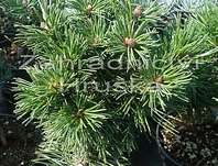 Borovice - Pinus mugo 'Mini Globus'