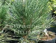 Borovice - Pinus nigra 'Oberon'
