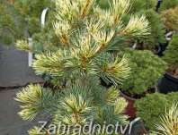 Borovice - Pinus parviflora 'Fukai'