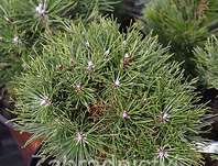 Borovice - Pinus uncinata 'Compacta'