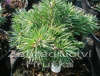 Borovice - Pinus uncinata 'Jitka'