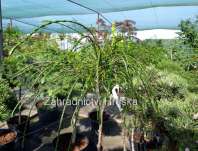 zerav - Thuja plicata 'Whipcord' KM