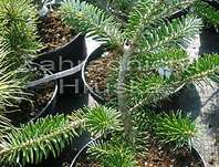 jedle - Abies koreana 'Eisregen'