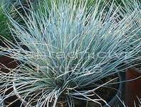 kostřava - Festuca glauca 'Eisvogel'