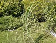 ozdobnice - Miscanthus sinensis 'Positano'