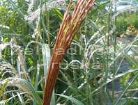 ozdobnice - Miscanthus sinensis 'Rot Silber'