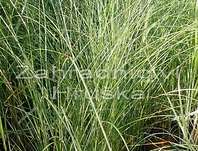 ozdobnice - Miscanthus sinensis 'Yaku Jima'