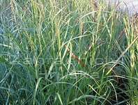 proso - Panicum virgatum 'Hänse Herms'