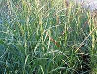 proso - Panicum virgatum 'Hänse Herms'