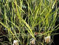 proso - Panicum virgatum 'Squaw'