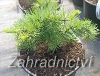 modřín - Larix kaempferi 'Little Bogle'..