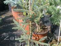 smrk - Picea abies 'Rothenhaus'